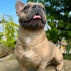 D B. Frances Cristal